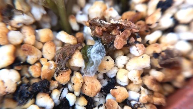 The Secret to Knowing if Your Plant is Overwatered смотреть онлайн