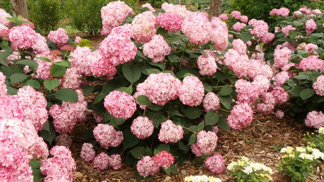 Proven Winners'  Invincibelle Ruby Hydrangea 🌿 'Garden Answer' Laura 🌿 Reston Farm Garden Market