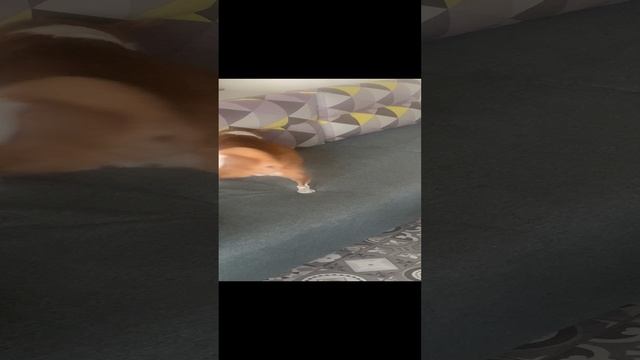 Вася и Салли