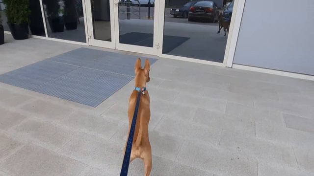 2021-09-28 - Котька идёт на встречу с заводчиком смотреть онлайн