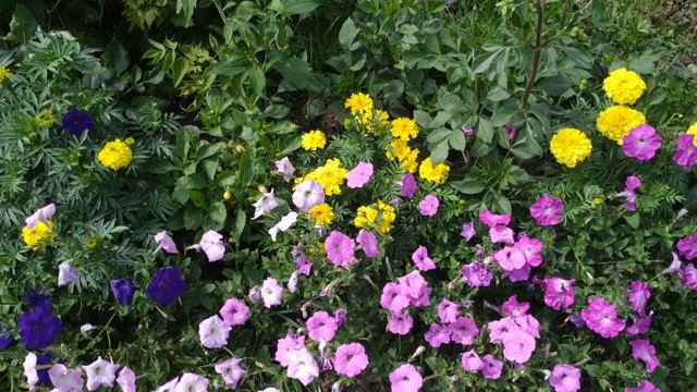 Стрижка петунии смотреть онлайн