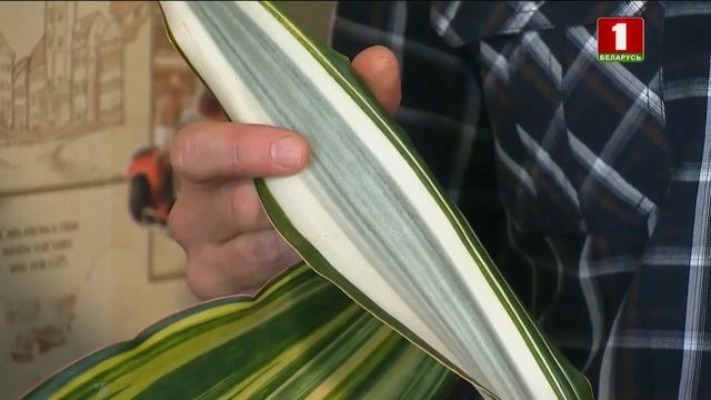 Сансевиерия