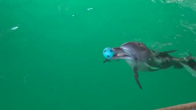 Ростовский дельфинарий прошёл лицензирование смотреть онлайн