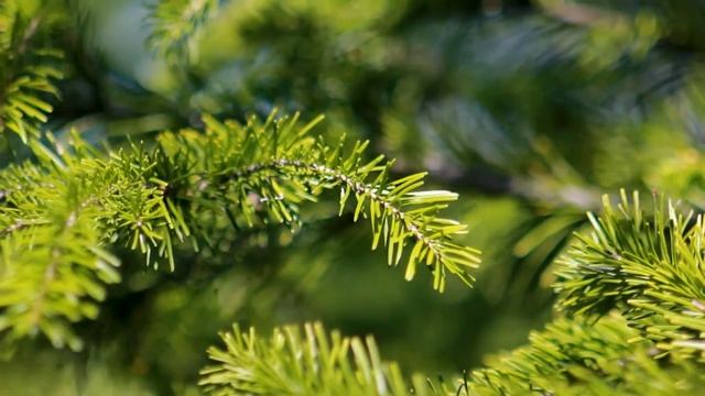 Футаж — Ветки ели. Футажи (footage) красивая природа [FullHD] смотреть онлайн