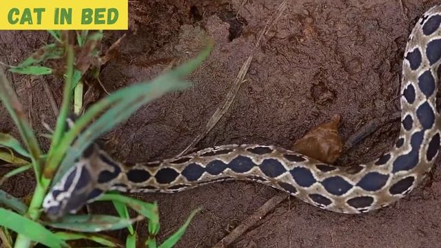 ШОКИРУЮЩАЯ АЗИЯ / ТЕСТ НА ПСИХИКУ / SHOCKING ASIA / PCYCHE TEST смотреть онлайн