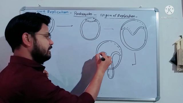 Theta replication model in prokaryotes смотреть онлайн