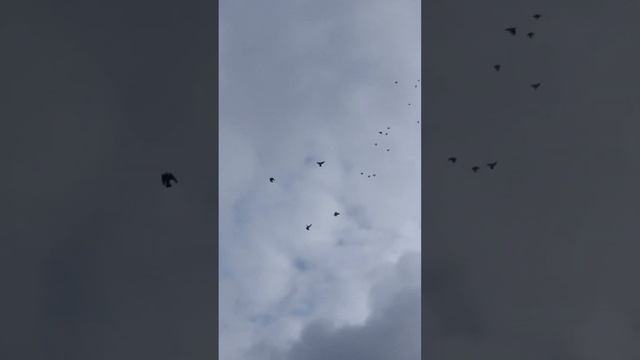 полет голубей в сильный ветер 12 м.с смотреть онлайн