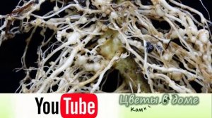 Вредители хойи. Причины появления и методы лечения растения.