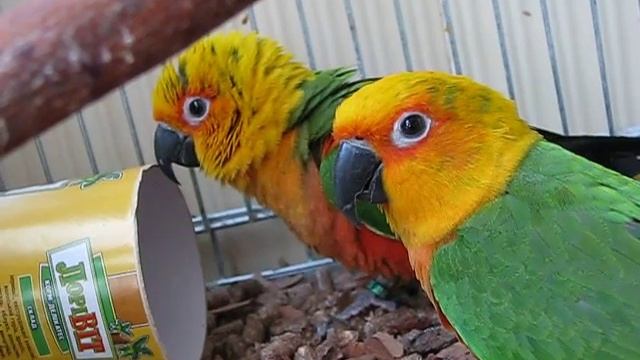 Аратинги Гоша+Маргоша. Реакция на новый предмет смотреть онлайн