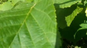 Куст орешника плодоносит.Лещина плодоносит.Куст орешника как сформировать