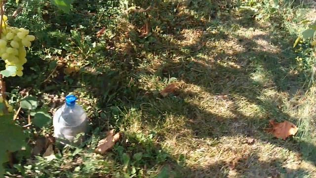 Виноград Лора. Кодрянка. в 2019 году. смотреть онлайн
