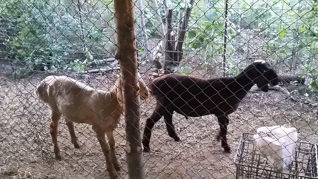 Гиссарские бораны смотреть онлайн