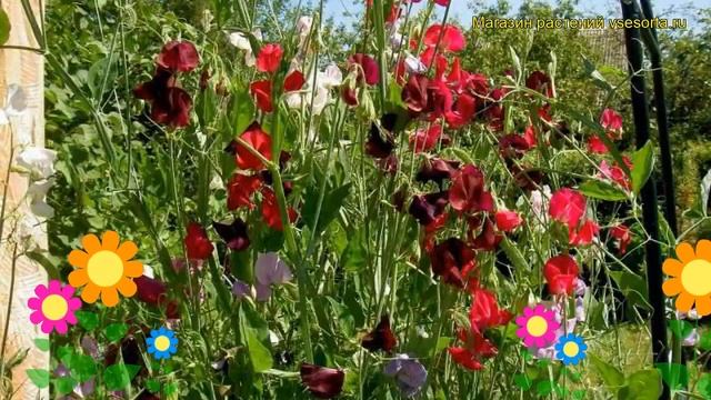 Чина широколистная Ред Перл. Краткий обзор, описание характеристик lathyrus latifolius Red Pearl смотреть онлайн
