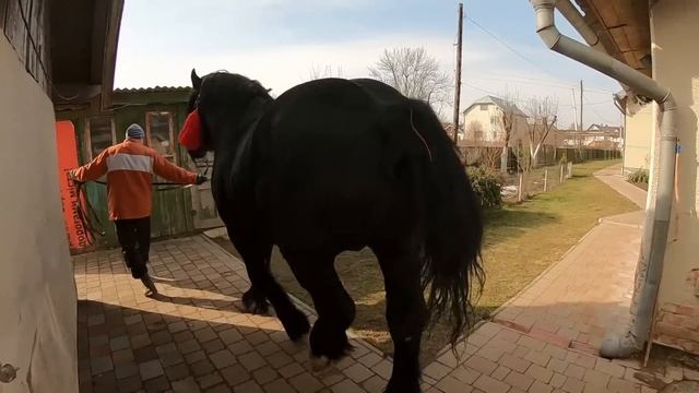 ПЕРШЕРОН ЮРА ?/ЖЕРЕБЕЦЬ НА ПАРОВКУ смотреть онлайн