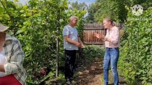 Виноград в Сибири, виноградарь Александр с 20-летним стажем из Шушенского