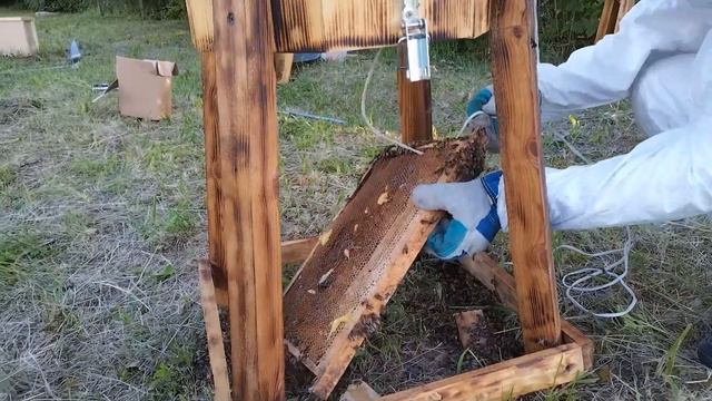 Заселение РОЯ пчёл с земли в колоду! Рой появился непонятно откуда! смотреть онлайн