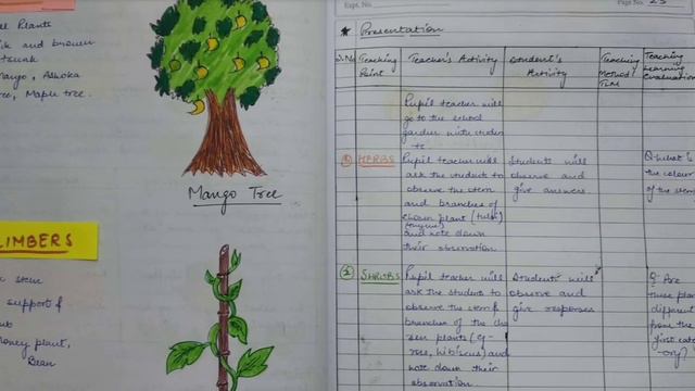 Science Lesson plan | Class 6 | Topic- Getting to know about plants | Categories of plants | B.Ed смотреть онлайн