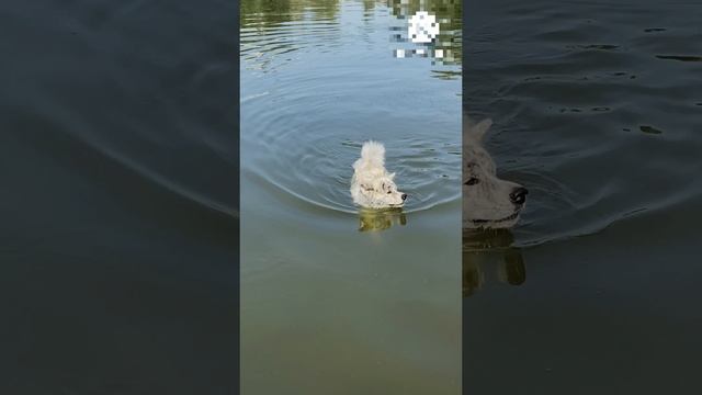 Пловец смотреть онлайн