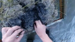 Как быстро накопать лиманского червя (нереиса)