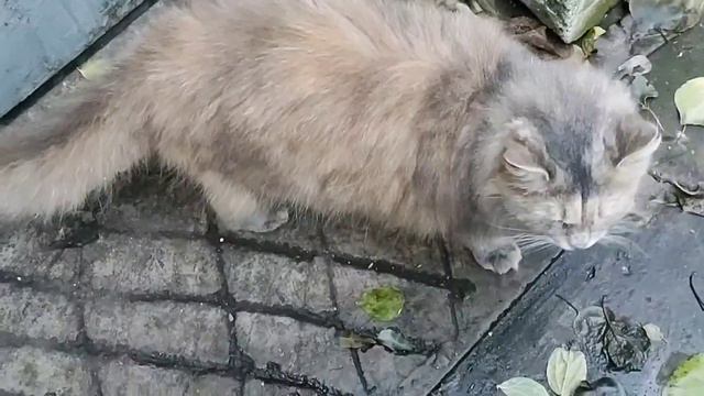 У Муси болит ухо смотреть онлайн