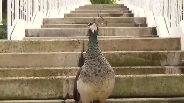 8_октябрь_2014_сан.ОКТЯБРСКИЙ_СОЧИ.mp4 смотреть онлайн