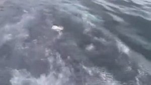 Как профессионалы ловят акул  Атлантический оаеан