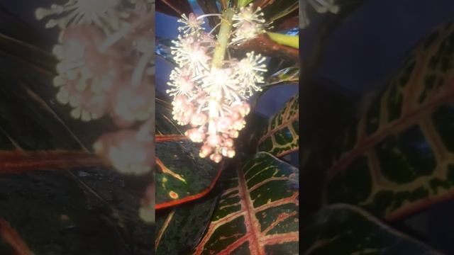 Первый раз увидела ,Как цветет кротон смотреть онлайн