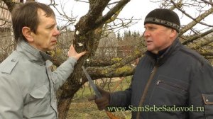 Мхи и лишайники на коре яблони