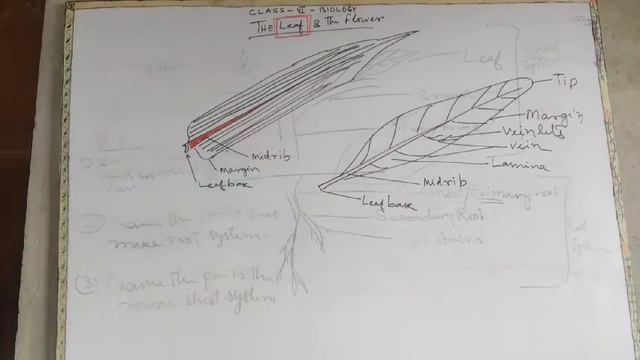 class 6 plant leaf смотреть онлайн
