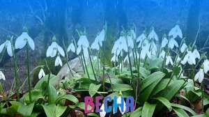 Футаж. Весна 37