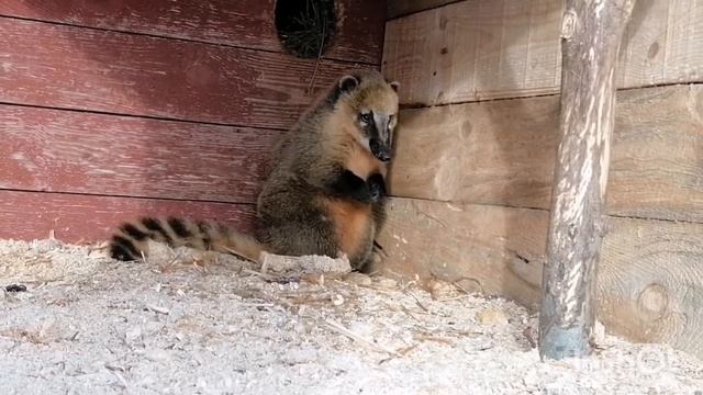 Как моется носуха? смотреть онлайн