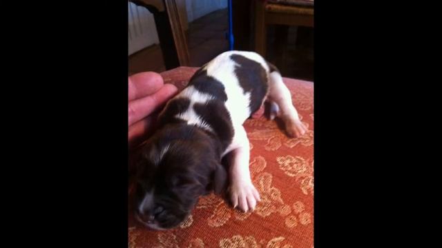 1st French Spaniel puppies born in the UK смотреть онлайн