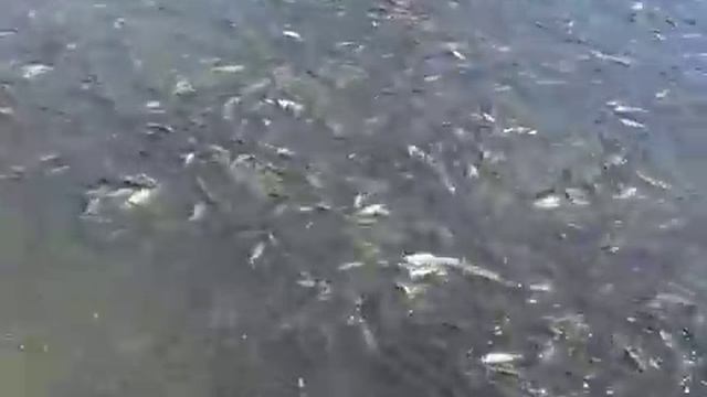 рыбалка видео, жалко воблу она не может пройти через трубу из за сильного напора воды смотреть онлайн