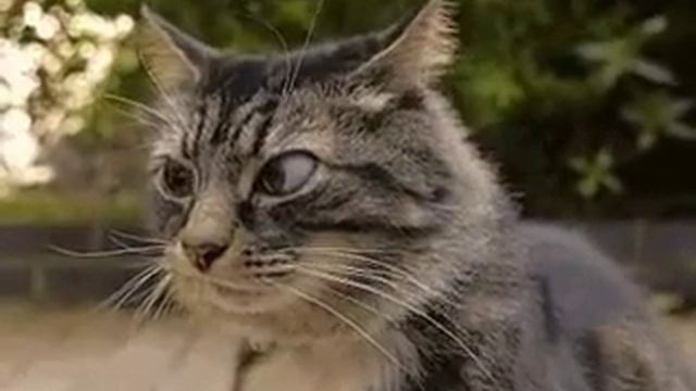 У котяры косоглазие смотреть онлайн