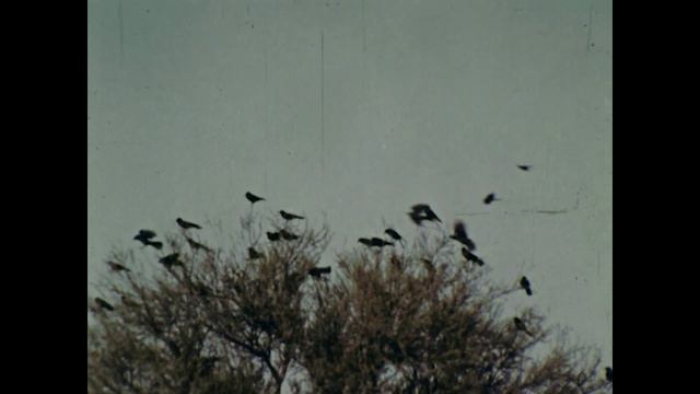 Netting A Jaguar | Mutual Of Omaha's Wild Kingdom