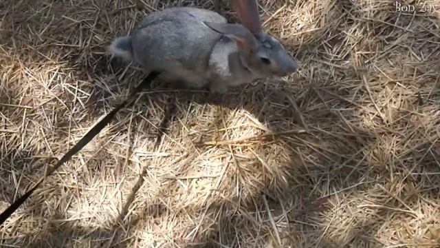 Зайчик бегает по лесу ☺ Bon Zay ☺ смотреть онлайн