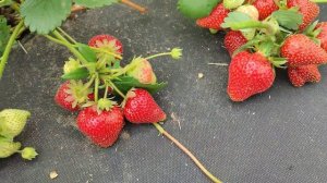 Клубника #Сирия - проверенный временем крупноплодный сорт