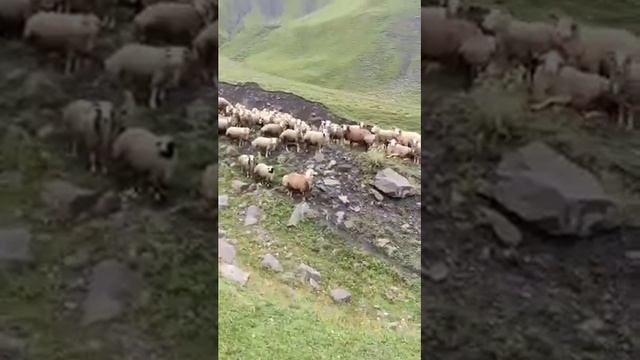 КУРДЮК.БАРАШКИ. ДАГЕСТАН. ДАГБАШ смотреть онлайн