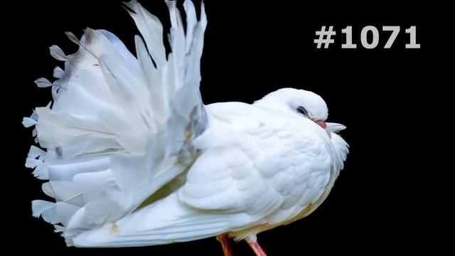 #1071. Голуби (В мире животных) смотреть онлайн