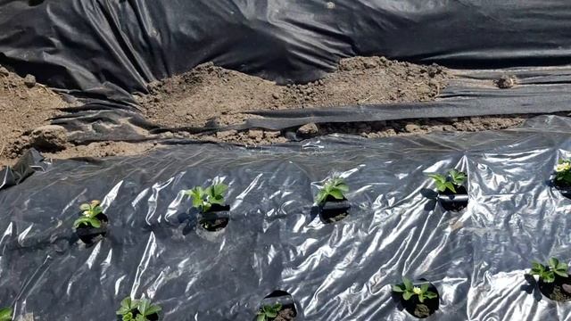 Ягода Кабрилло, второй сбор. Рассада фриго спустя две недели после высадки смотреть онлайн