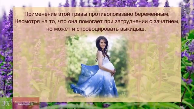 Шалфей   полезные свойства и применение  ПРИМЕНЕНИЕ шалфея для здоровья и красоты