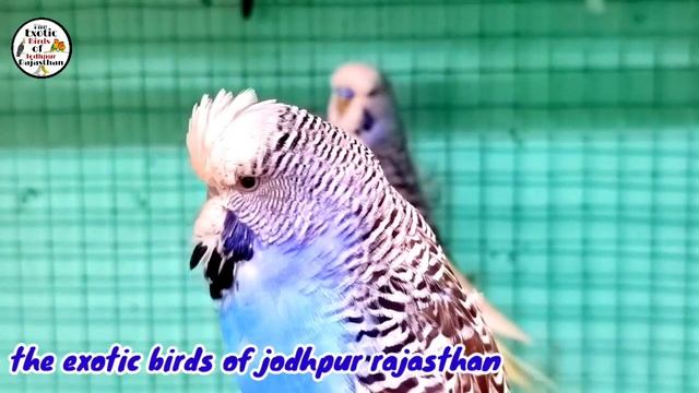 How Many Eggs Do Budgies Parrots Lay In The First Breed? // Bajrigar First Breed Me Kitne Egg Dete