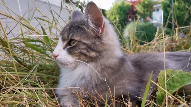 Norwegian Forest Cat: Eddie & Odin Garden Games смотреть онлайн