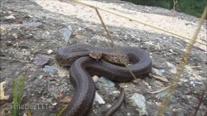 Змеи Приморского края Herping in Russia: Snakes of Primorsky Kray