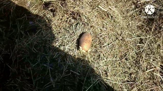 Ранняя посадка картофеля под сено. смотреть онлайн
