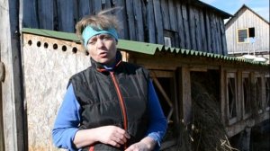 Содержание овец на подворье