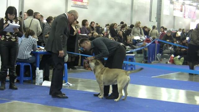 Евразия-2 2011 Кобели открытый смотреть онлайн