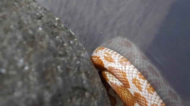 НОВАЯ ЗМЕЯ!!! / Маисовый полоз смотреть онлайн