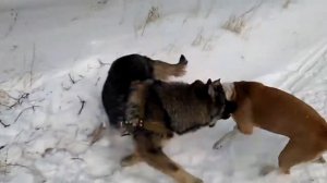 Собачьи бои