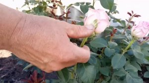 Обзор чайно-гибридных роз сорта Аква